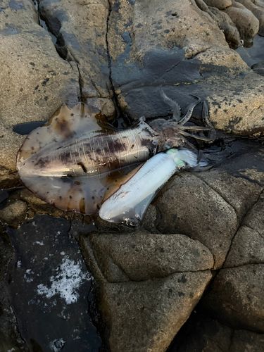イカの釣果