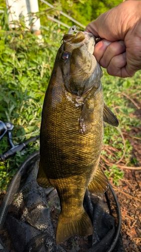 スモールマウスバスの釣果