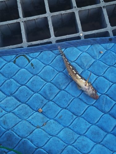 ハゼの釣果