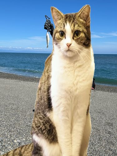 シマイサキの釣果
