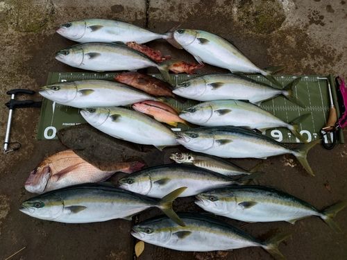 ヤズの釣果