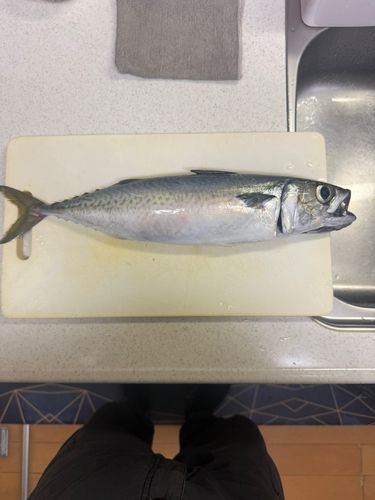 サバの釣果
