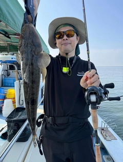 マゴチの釣果