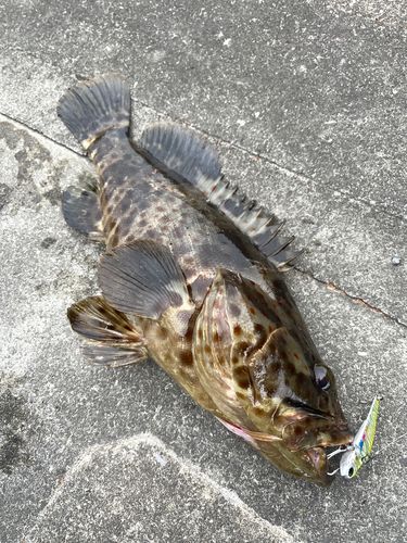 チャイロマルハタの釣果