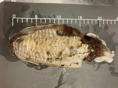 コウイカの釣果