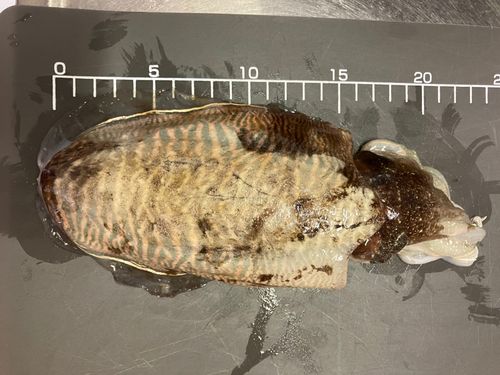 コウイカの釣果