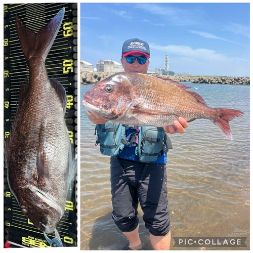 タイの釣果