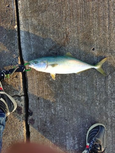 イナダの釣果