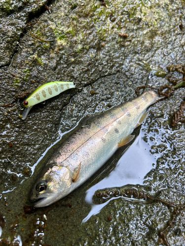ヤマメの釣果