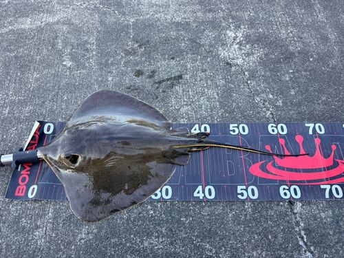 エイの釣果