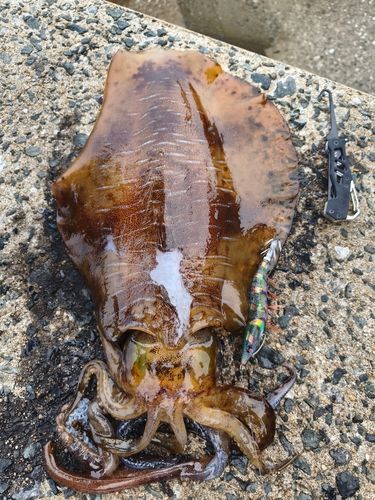アオリイカの釣果