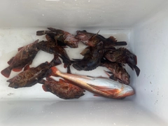 カサゴの釣果
