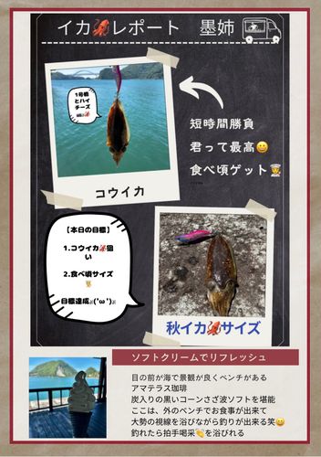 コウイカの釣果
