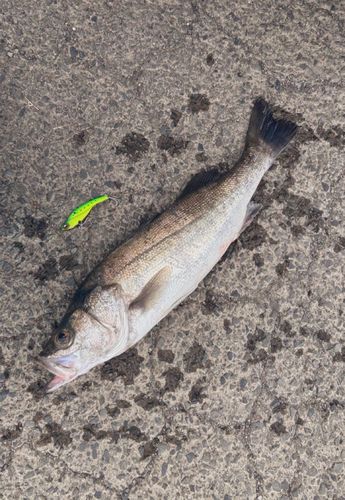 スズキの釣果