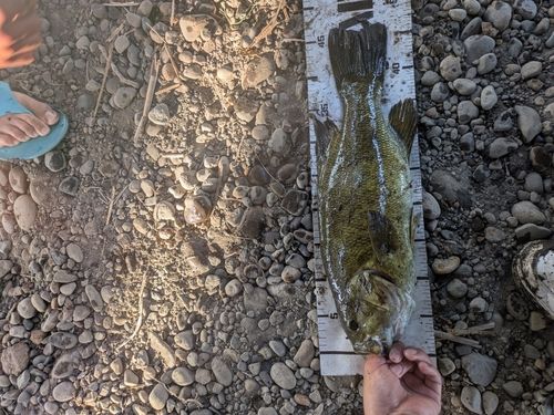 スモールマウスバスの釣果