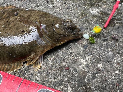マコガレイの釣果