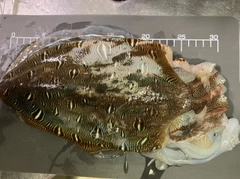 モンゴウイカの釣果