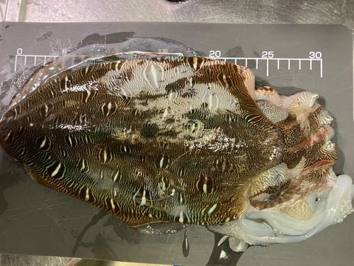 モンゴウイカの釣果