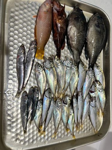 グレの釣果