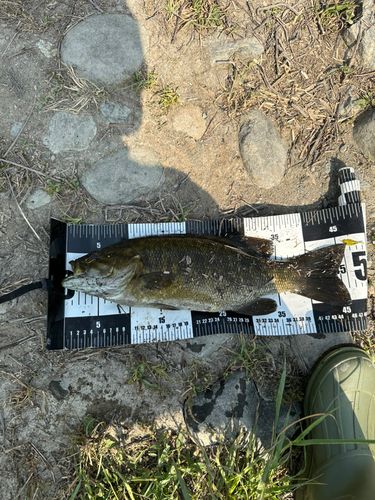 スモールマウスバスの釣果