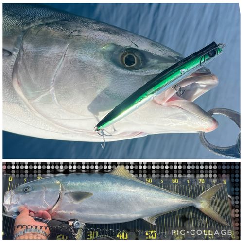 ブリの釣果