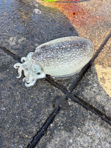 シリヤケイカの釣果