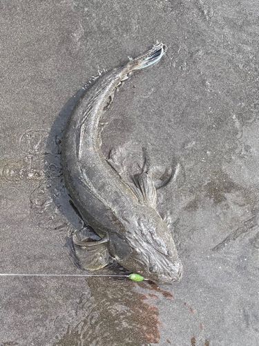 マゴチの釣果
