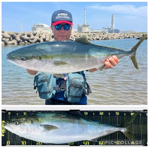 ブリの釣果