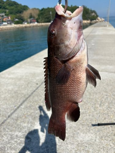 コブダイの釣果