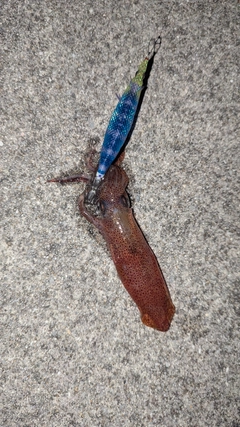 ケンサキイカの釣果