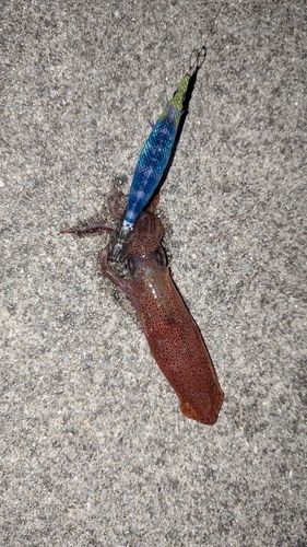 ケンサキイカの釣果