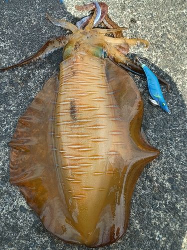 アオリイカの釣果