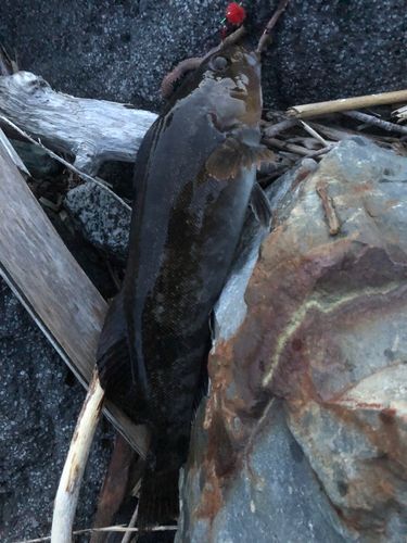 アイナメの釣果