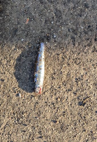 カタクチイワシの釣果