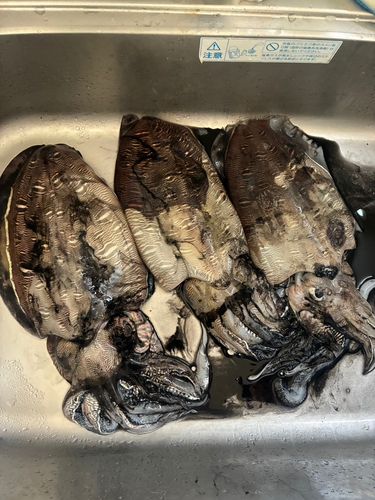 モンゴウイカの釣果