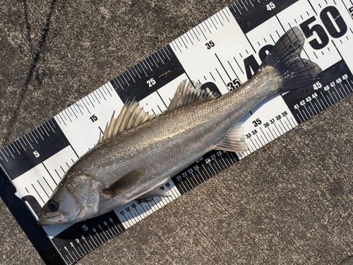 フッコ（マルスズキ）の釣果