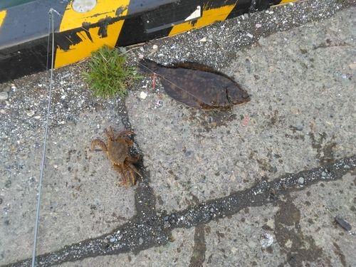 クロガシラガレイの釣果