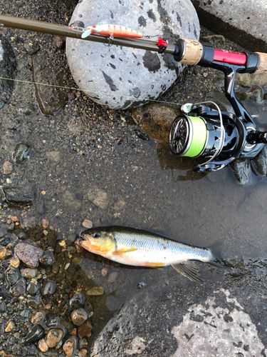 カワムツの釣果