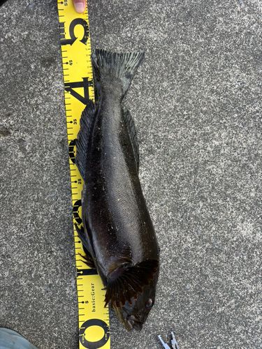 アイナメの釣果