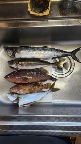 キジハタの釣果