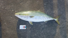 ワラサの釣果