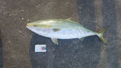 ワラサの釣果