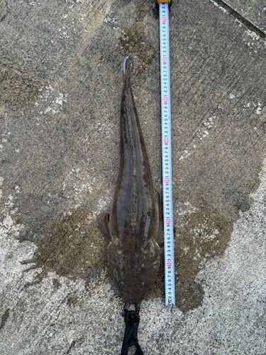 マゴチの釣果