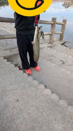 ナマズの釣果