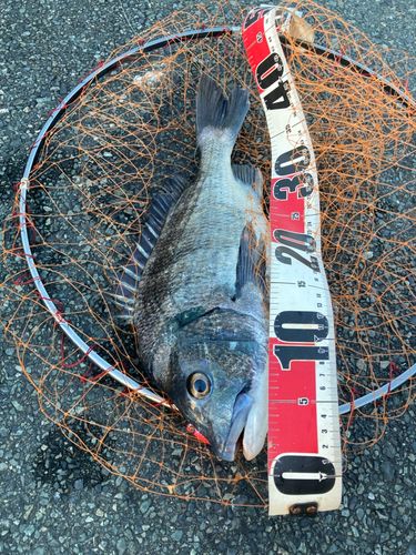 クロダイの釣果