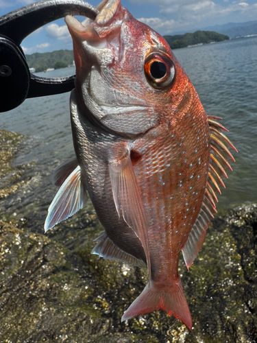タイの釣果