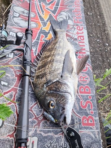 チヌの釣果