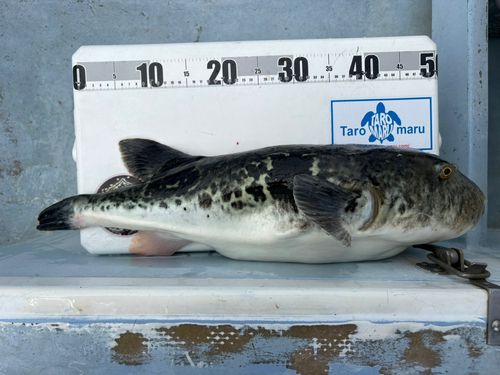 トラフグの釣果