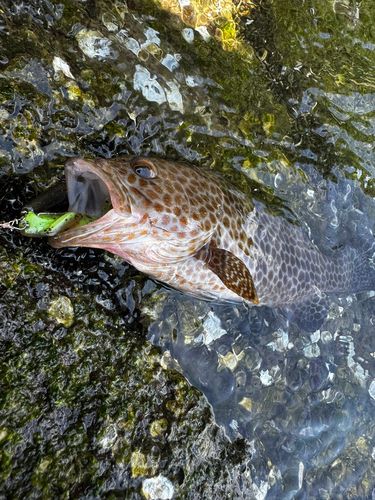 チャイロマルハタの釣果