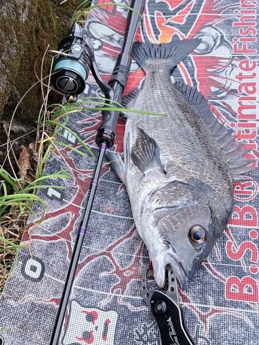 チヌの釣果
